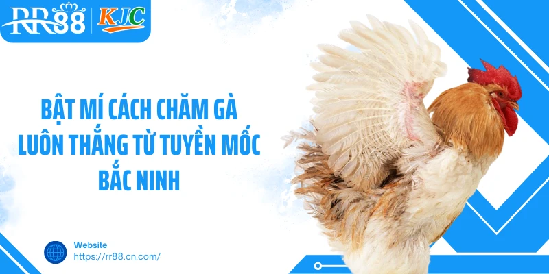 Bật mí cách chăm gà luôn thắng từ Tuyền Mốc Bắc Ninh