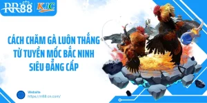 Cách Chăm Gà Luôn Thắng Từ Tuyền Mốc Bắc Ninh Siêu Đẳng Cấp