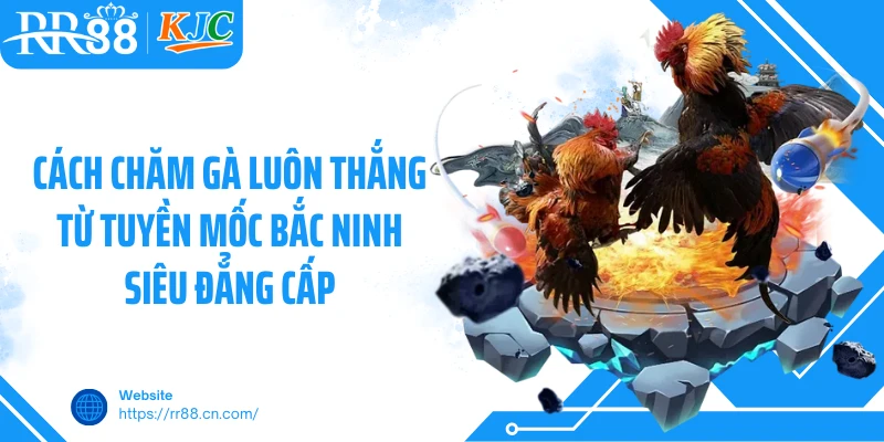 Cách Chăm Gà Luôn Thắng Từ Tuyền Mốc Bắc Ninh Siêu Đẳng Cấp